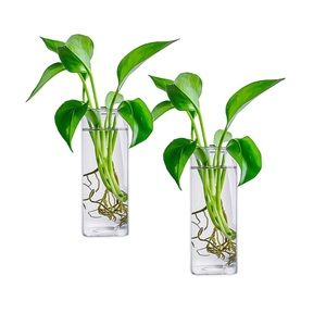 Fasmov 2-Pack Wall Hanging Glass Planters Plant Terrarium, Square Vases